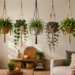 7 Easy Hanging Plants for Indoor Decor